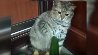 吃瓜小猫和人,吃瓜小猫的趣味人生