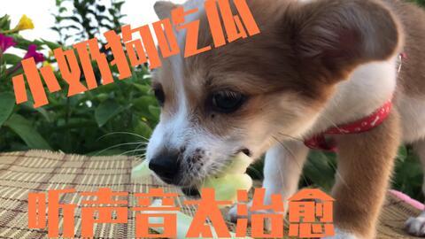 狗可以吃小瓜