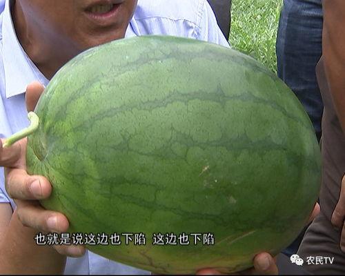 优质吃瓜网友