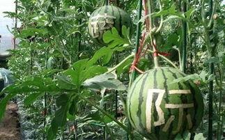 吃瓜第一组,揭秘娱乐圈背后的那些事儿