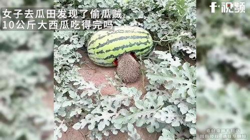 梦见偷了大西瓜吃瓜,偷瓜吃瓜的奇幻之旅