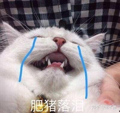 吃瓜猫头表情包,网络时代的趣味社交符号