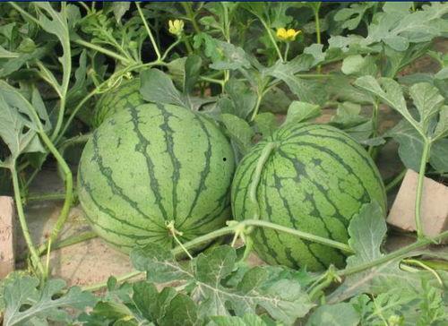 郴州北湖吃瓜事件,一场网络热议背后的真相探寻